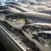 Seafood Supply