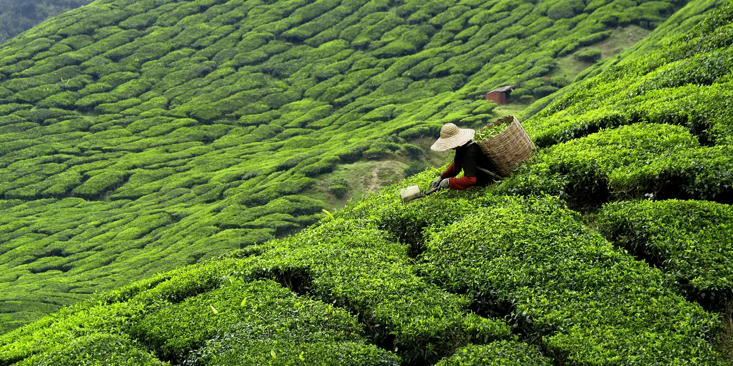 Milestone enables GST compliance for South India’s largest tea plantation company