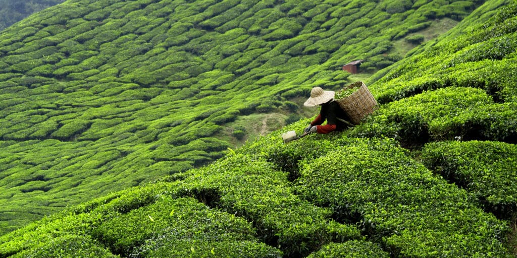 tea plantation company